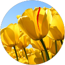 Olivia Lloyd profile picture